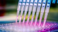 A scientist distributes liquid through a multichannel Pipette into a 96-cell culture plate.